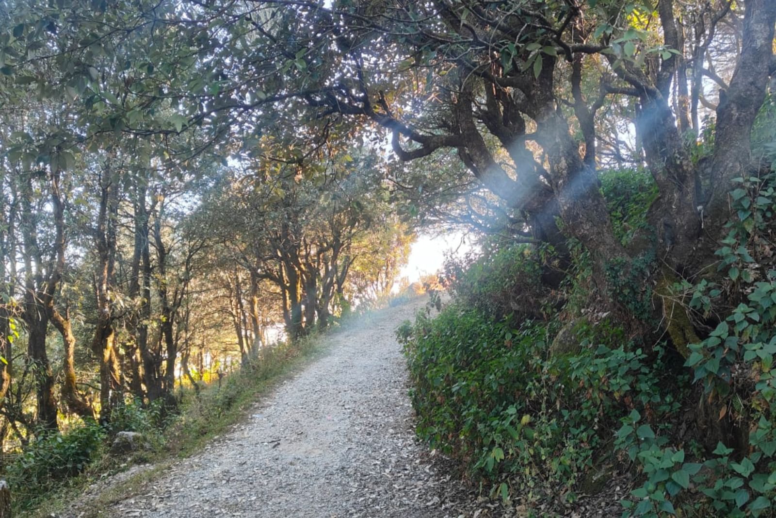 yoga-classes-in-rishikesh